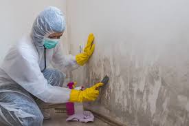 Why You Should Choose Our Mold Remediation Services in Clarksville, TX